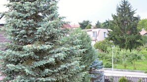 A large evergreen tree in a residential garden with a lawn, a wooden fence, and a street in the background. - Vila Bohemia (Prague)