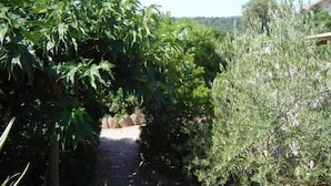 A pathway through a garden with various plants and a stone wall in the background.