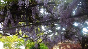 An outdoor seating area with wicker chairs and a table, surrounded by gravel and greenery, under a canopy of purple flowers.