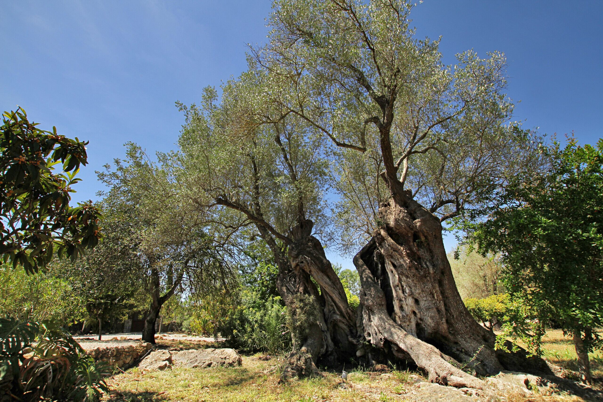 A large tree with a thick trunk and sprawling branches in a natural setting.