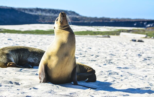 Two seals on a sandy beach with a mountainous background. - Hotel La Jungla (Puerto Villamil)