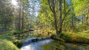 A serene forest scene with a small waterfall and a clear stream. - Hôtel Les Sources (Ormont-Dessus)
