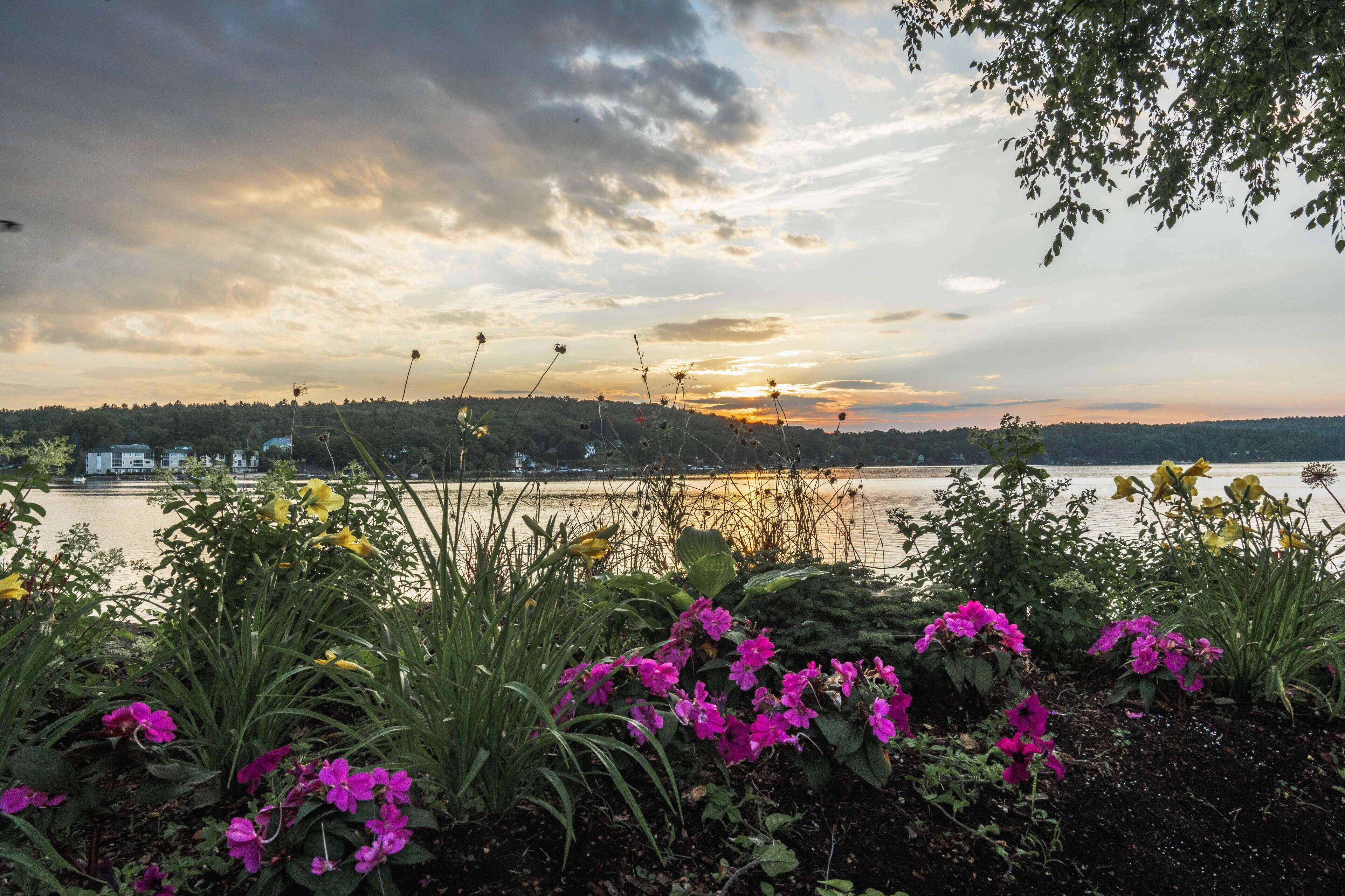 A lakeside view with a sunset, surrounded by lush greenery and vibrant flowers.