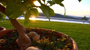 A potted plant with a tree trunk and rocks, set against a grassy field with a sunset in the background. - Enjoy breathtaking view and sunsets from the Swimming pool - Casa Magnolia LUNA (MORRONA, TERRICCIOLA)