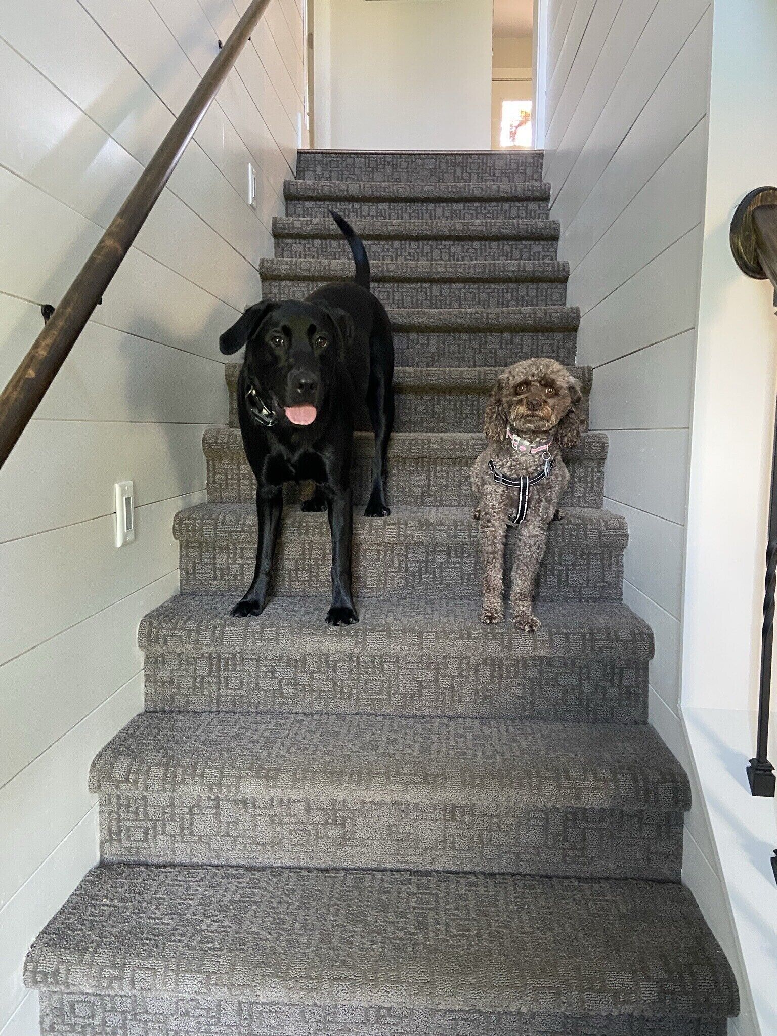 Een trap met een zwarte hond en een kleine hond in opvallend kleding.