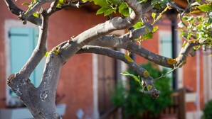 A tree with bare branches and green leaves in front of a building with a red facade and a blue door. - Villa Maria (Kefalonia)
