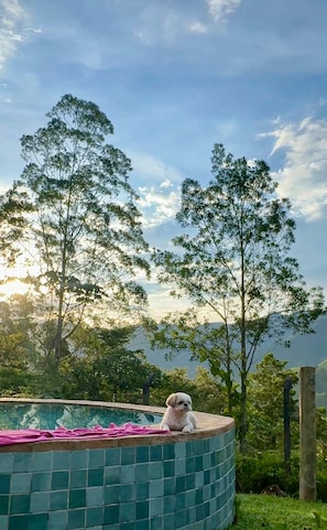 Une petite piscine dont le bord est recouvert de carreaux, et un chien est assis sur le bord.