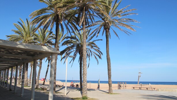 A beachside walkway with palm trees, benches, and a clear view of the ocean.