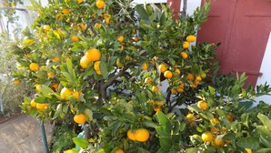 Un árbol con numerosas naranjas maduras.