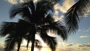 A palm tree silhouetted against a sunset with a calm sea in the background. - Beachfront//Oceanfront//Ocean View - 1/2/3 Bedroom Kihei Condo (Kihei)