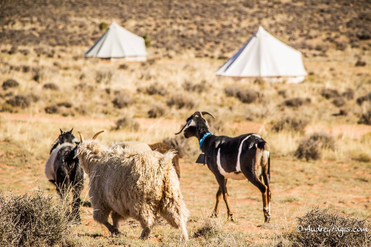 Bell Tent Two | Egyptian cotton sheets, premium bedding, down comforters, pillowtop beds