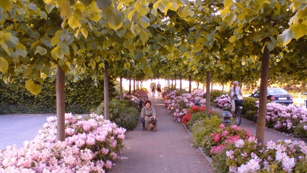 A pathway lined with flowering bushes and trees, leading to a building entrance. - Apartment 12 - apartment / apartment in Binz (Binz)