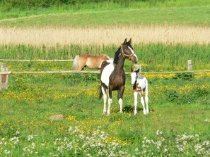 Un champ avec des chevaux et une clôture en bois.
