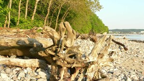 Uma praia rochosa com destroços de madeira e árvores ao fundo.