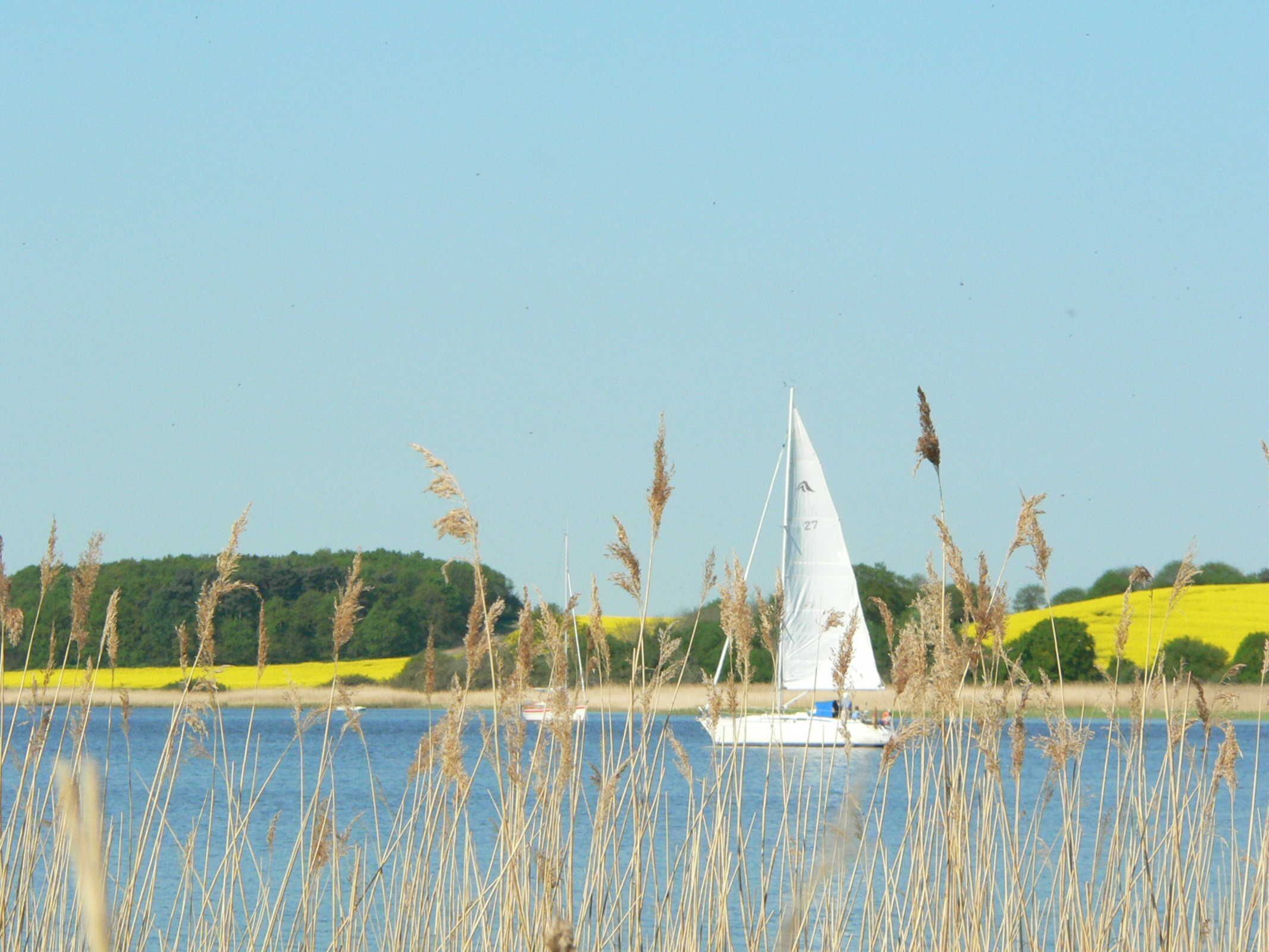 Un voilier sur une étendue d’eau calme, avec des roseaux au premier plan et un paysage verdoyant en arrière-plan.