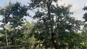 Un sendero bordeado de árboles, con una cerca metálica y un puente de piedra.