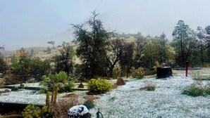 Un jardín con diversas plantas y un elemento acuático.