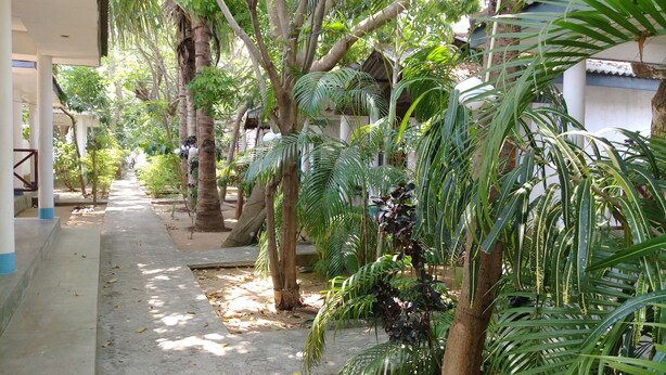 A covered walkway lined with trees and plants, leading to a building with a tiled roof. - Hangloose Arugambay (Arugam Bay)