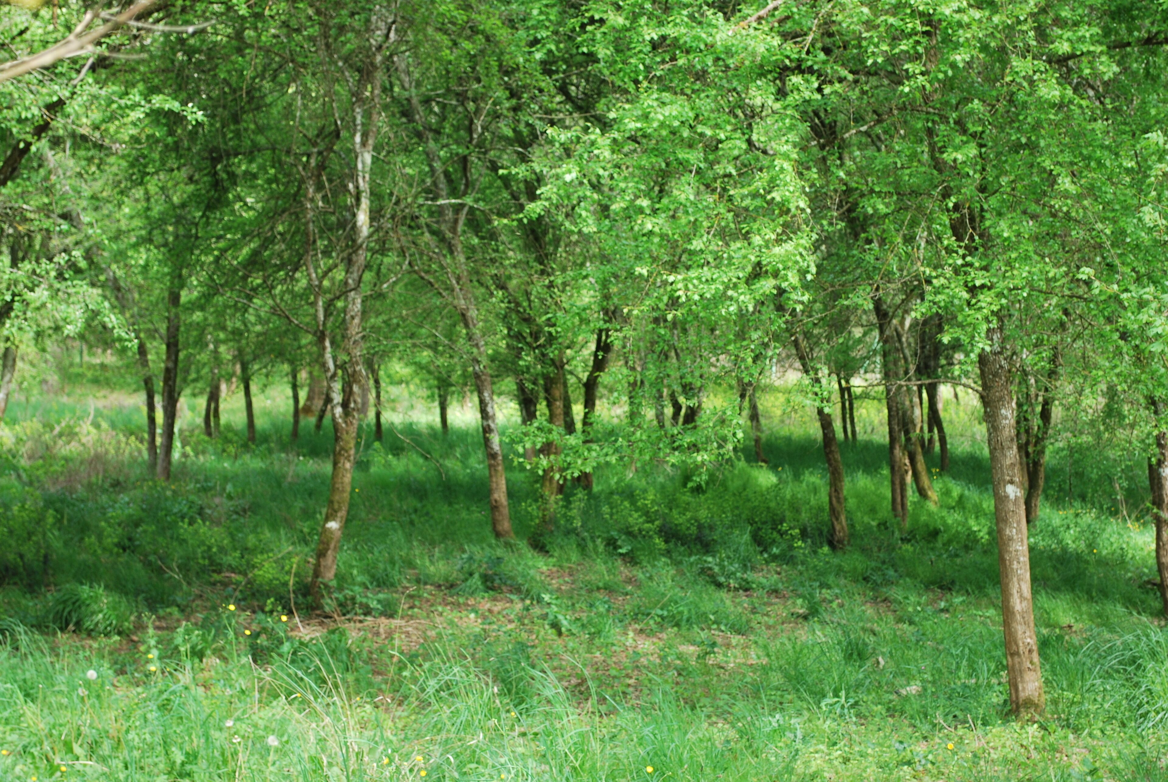 Une zone boisée avec des arbres et de l’herbe.