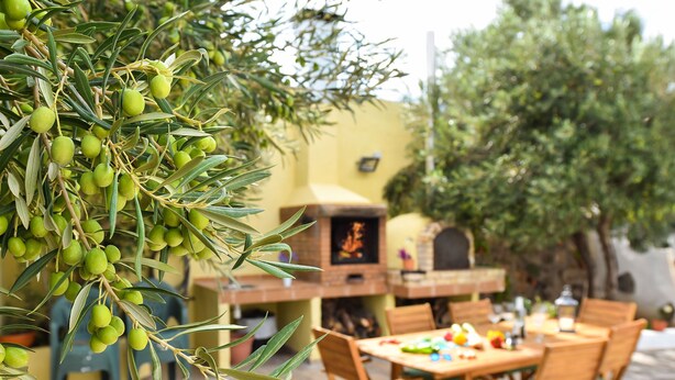 An outdoor dining area with a wooden table and chairs, a pizza oven, and a tree with green olives.