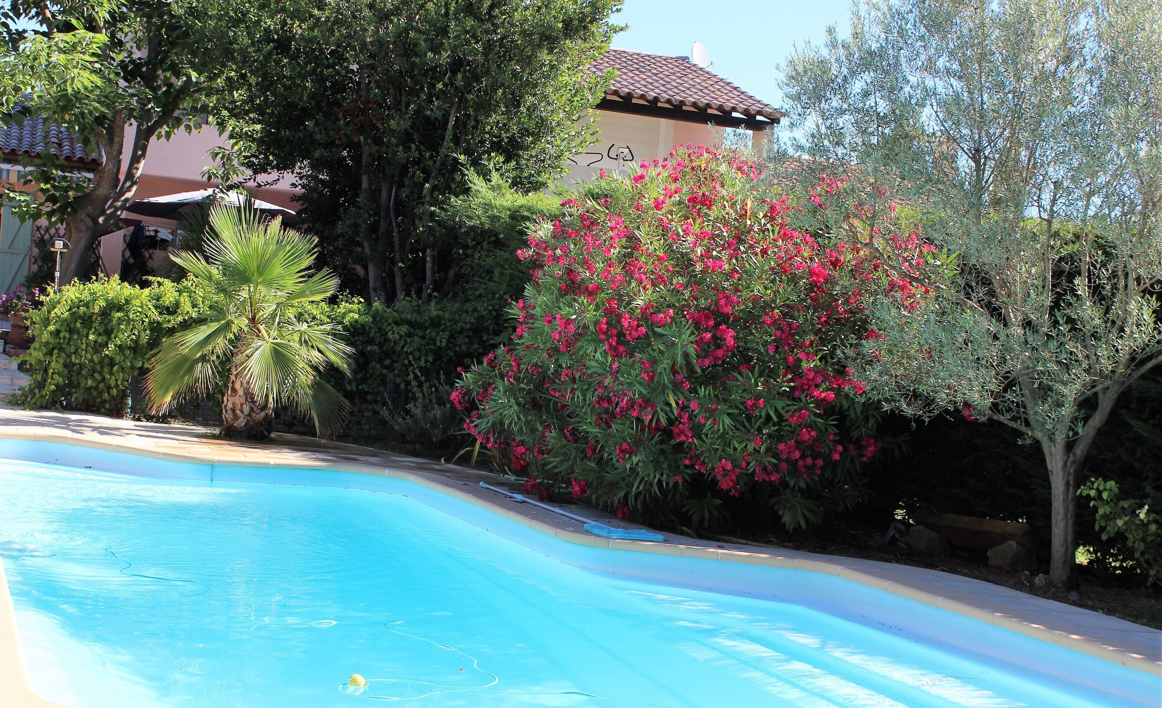 A swimming pool surrounded by lush greenery and flowering bushes.
