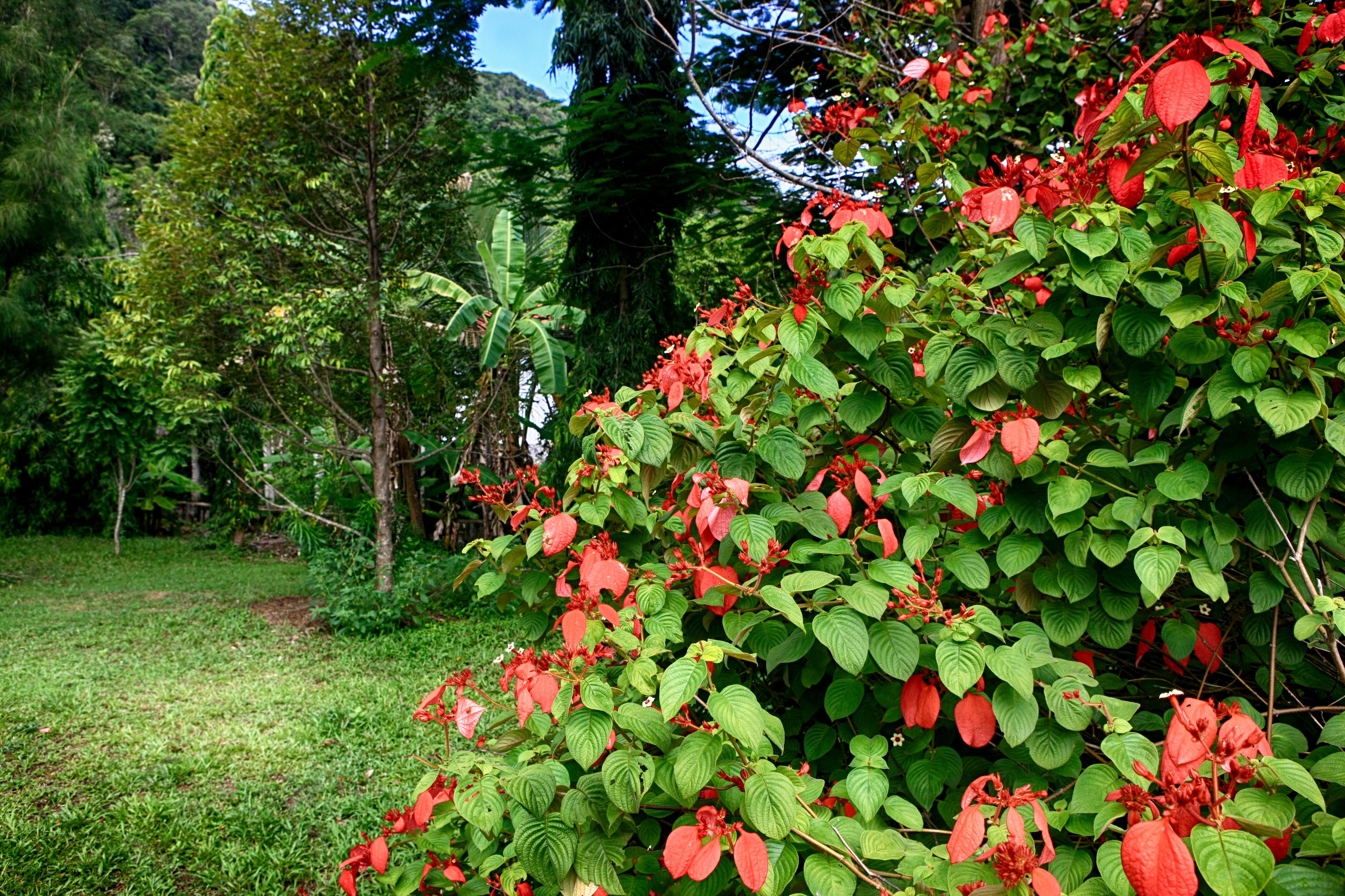 Un exuberante jardín con follaje denso y flores rojas.