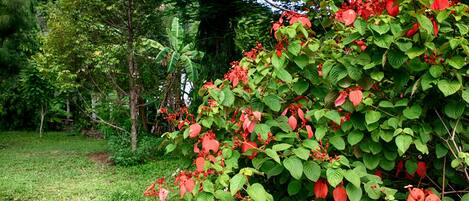 Un exuberante jardín con follaje denso y flores rojas.