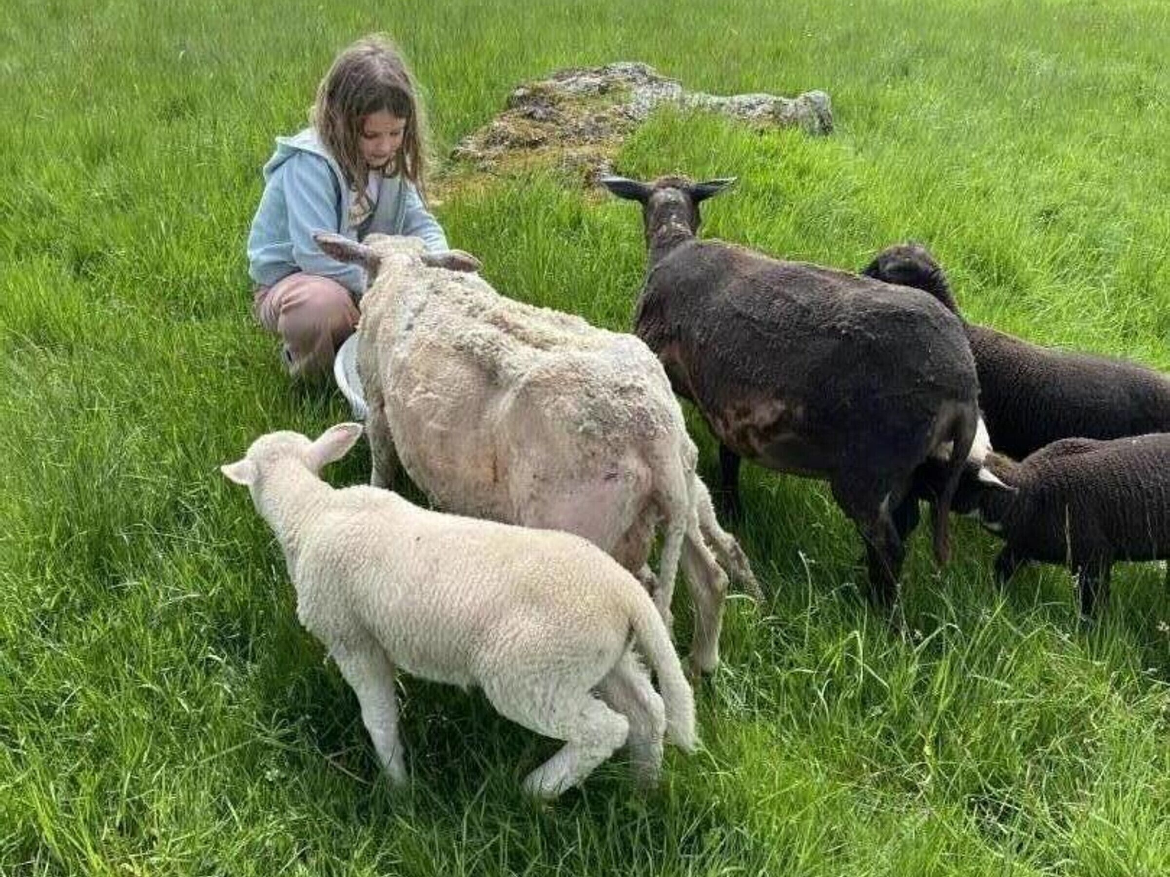 Ein grasbewachsenes Feld mit einer Person und mehreren Schafen.