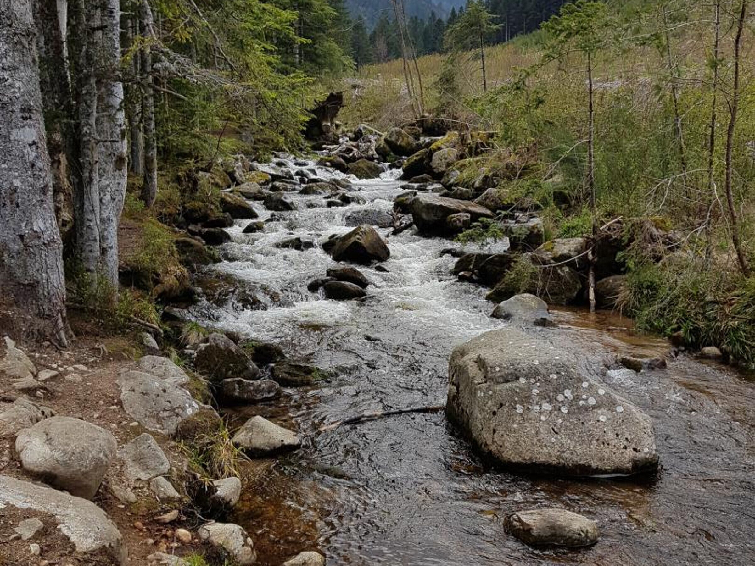 A rocky stream with trees on either side.
