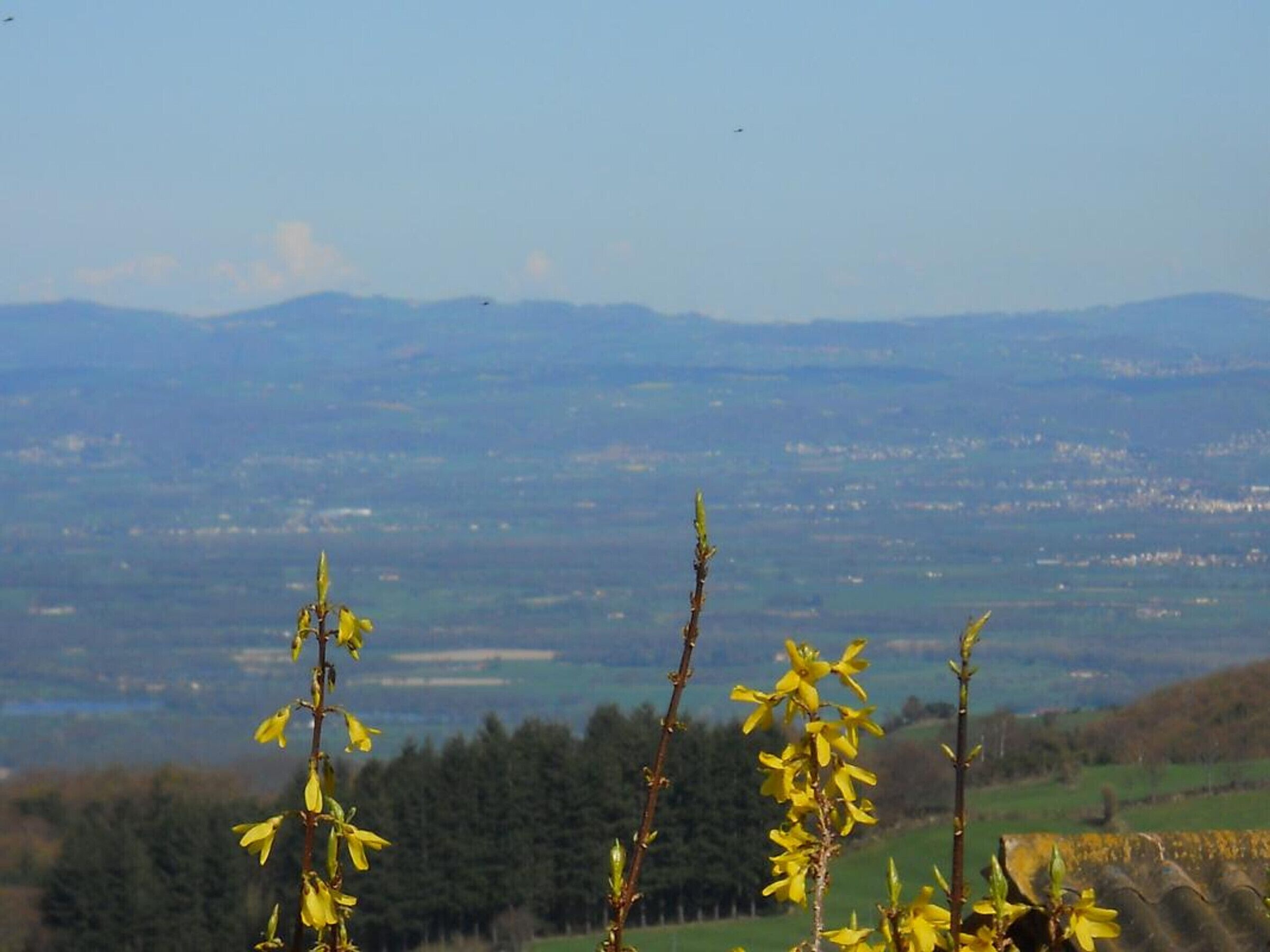 A landscape view with a clear sky, distant mountains, and a foreground of yellow flowers.