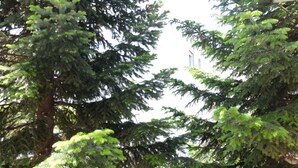 A dense arrangement of evergreen trees with a building in the background. - Elata-apartments (Thasos)