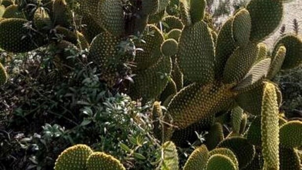 Een gebouw met een gevel van natuursteen en een cactustuin op de voorgrond.