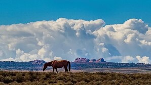 Een paard dat graast in een veld met bergen en wolken op de achtergrond.