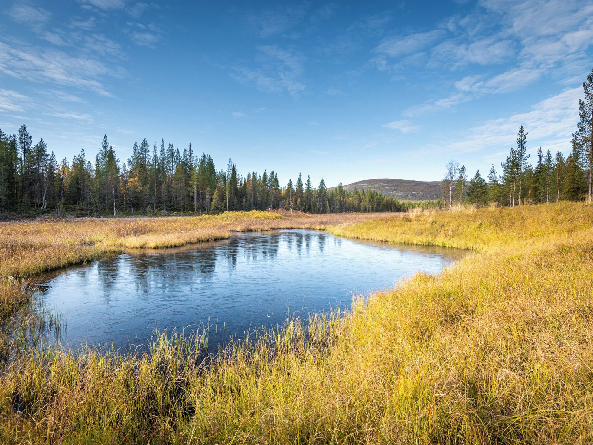 A natural landscape with a pond surrounded by tall trees and grassy areas.