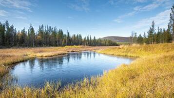 A natural landscape with a pond surrounded by tall trees and grassy areas.