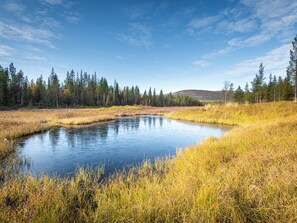 Un paysage naturel avec un étang entouré de grands arbres et de zones herbeuses.