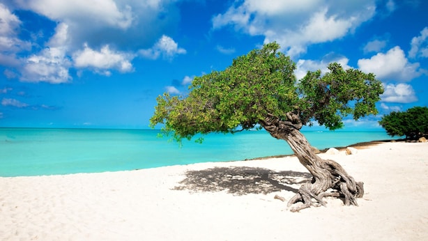 A tree on a sandy beach with clear turquoise water and a blue sky with clouds. - Eagle beach walking distance Townhouse (Oranjestad-West)