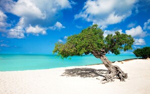 A tree on a sandy beach with clear turquoise water and a blue sky with clouds.