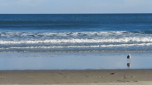 A beach with waves, a solitary bird, and a clear sky. - Ocean View, 1st Floor-Easy Access to Beach/Pool-Great Rates (Surfside Beach)