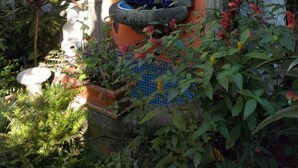 A statue of a robed figure in a niche with a blue-tiled background, surrounded by lush greenery. - Hotel Internacional Guest House (Antigua Guatemala)
