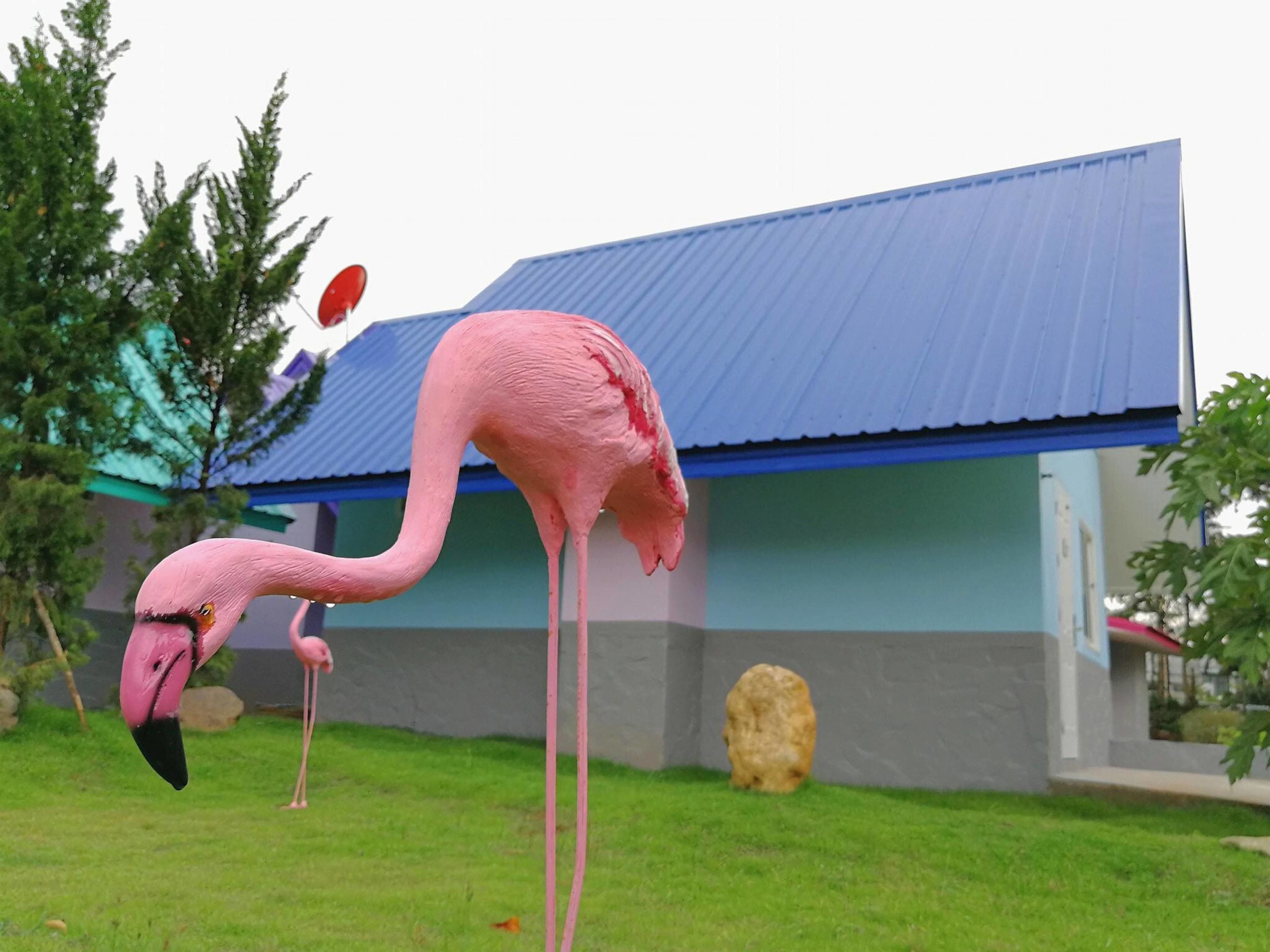 A pink flamingo in a grassy area with a building in the background.