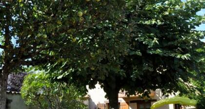 Charming cottage with fireplace and enclosed garden near Chazelles-sur-Lyon