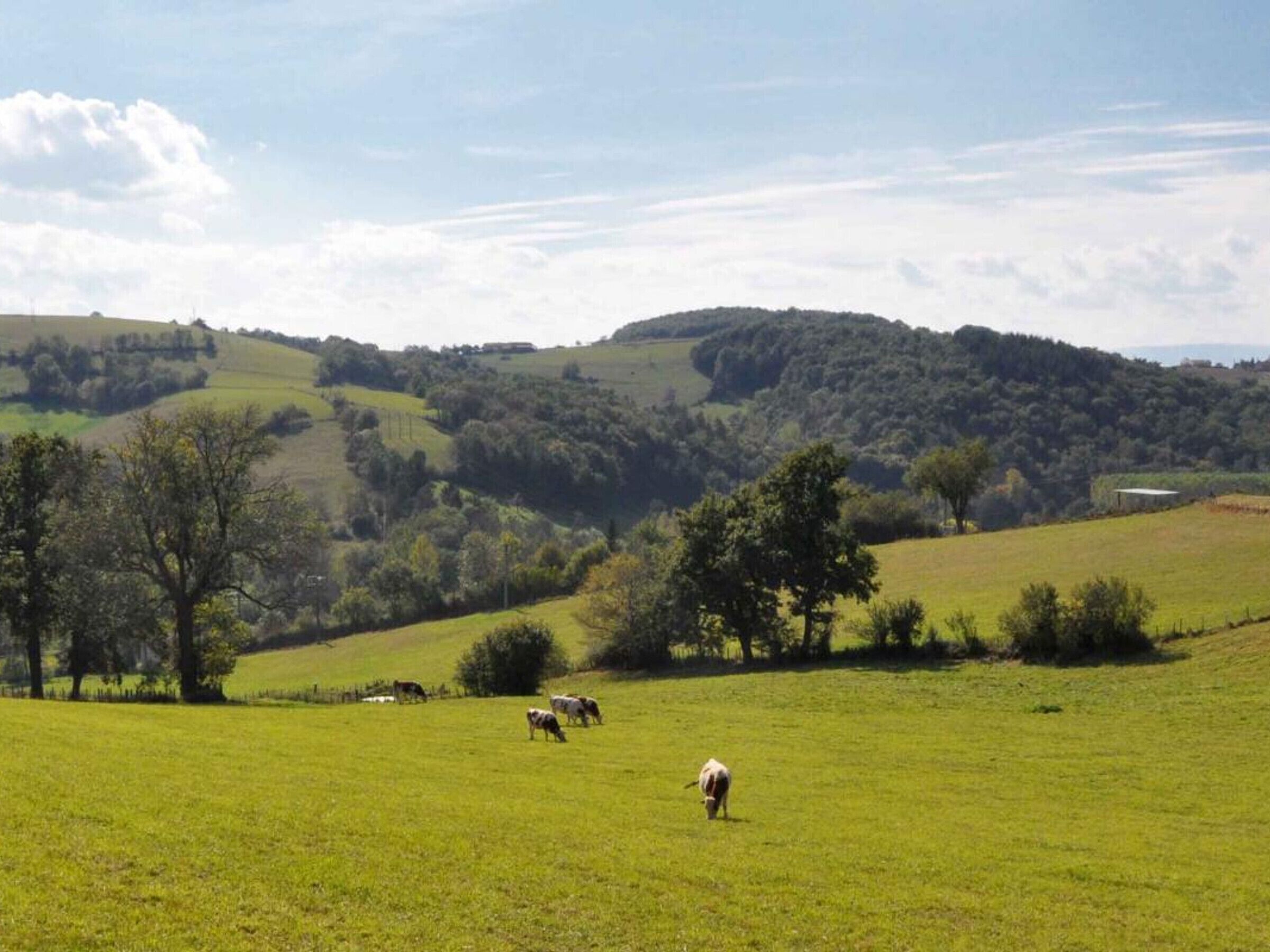 A rural landscape with rolling hills, a few grazing cows, and a clear sky.