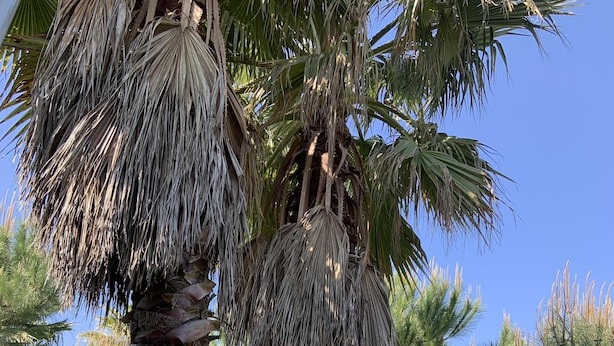 A palm tree with a textured trunk and fronds, surrounded by grass and other trees in a park-like setting.