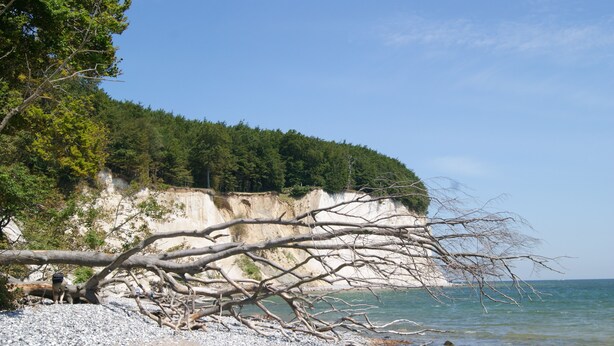Une plage rocheuse avec un arbre abattu, un ciel bleu dégagé et une falaise bordée d’une forêt dense.