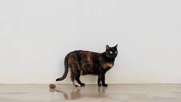 A cat standing on a tiled ledge by a pool.