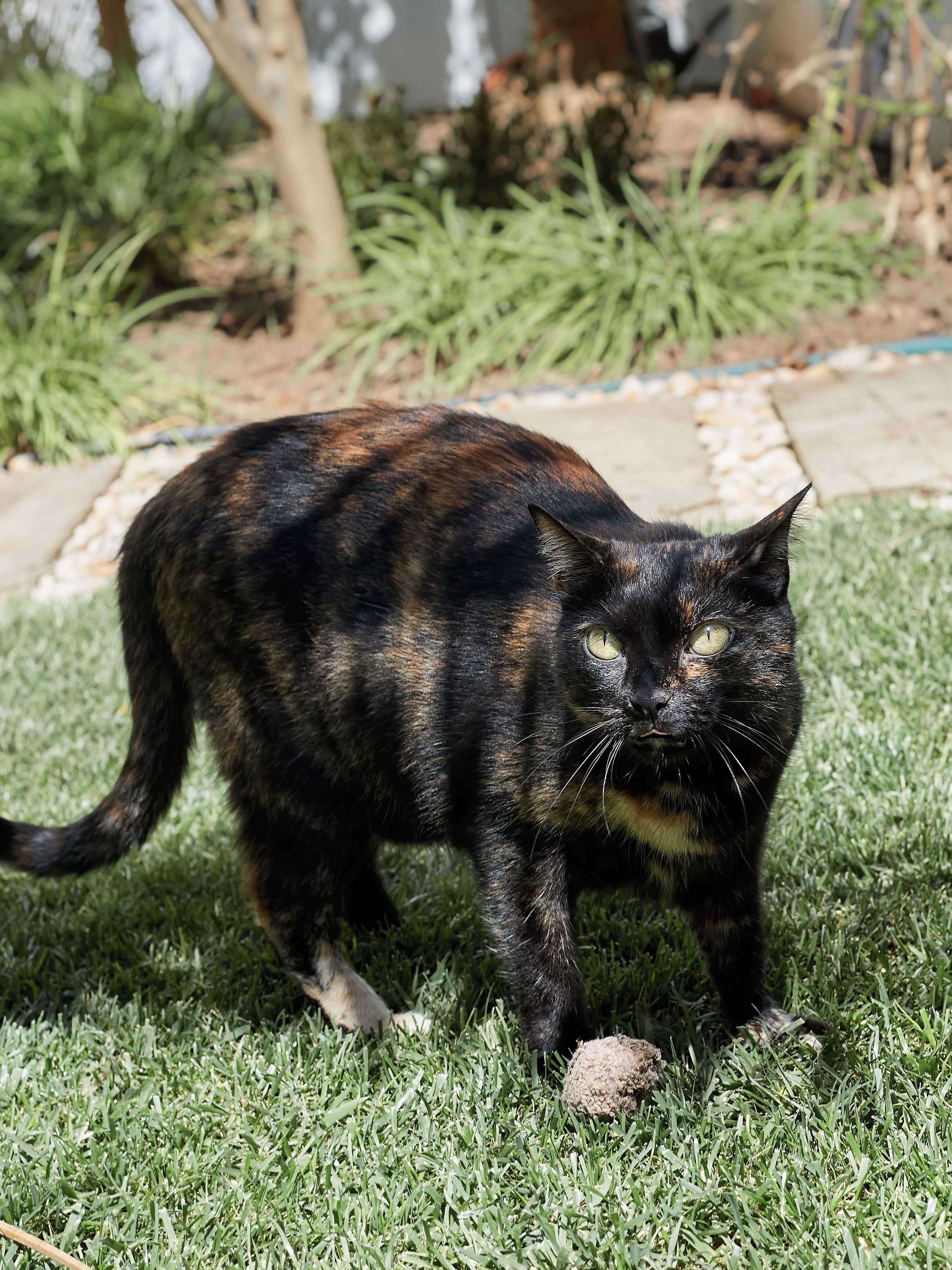 Foto - Casa Apollo Guesthouse