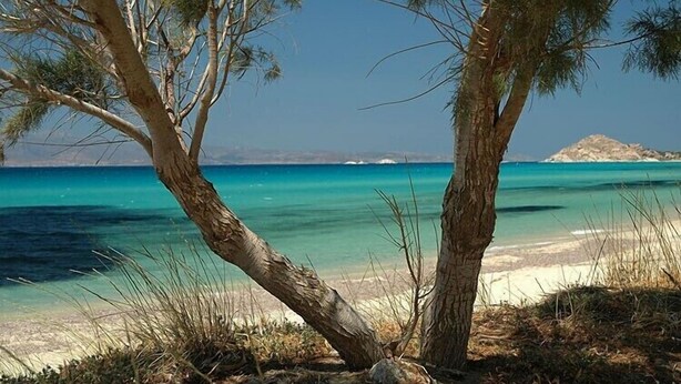 Una spiaggia con acque cristalline color turchese, una riva sabbiosa e un albero sullo sfondo.