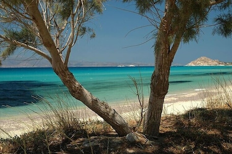 A beach with clear turquoise water, a sandy shore, and a tree in the foreground.