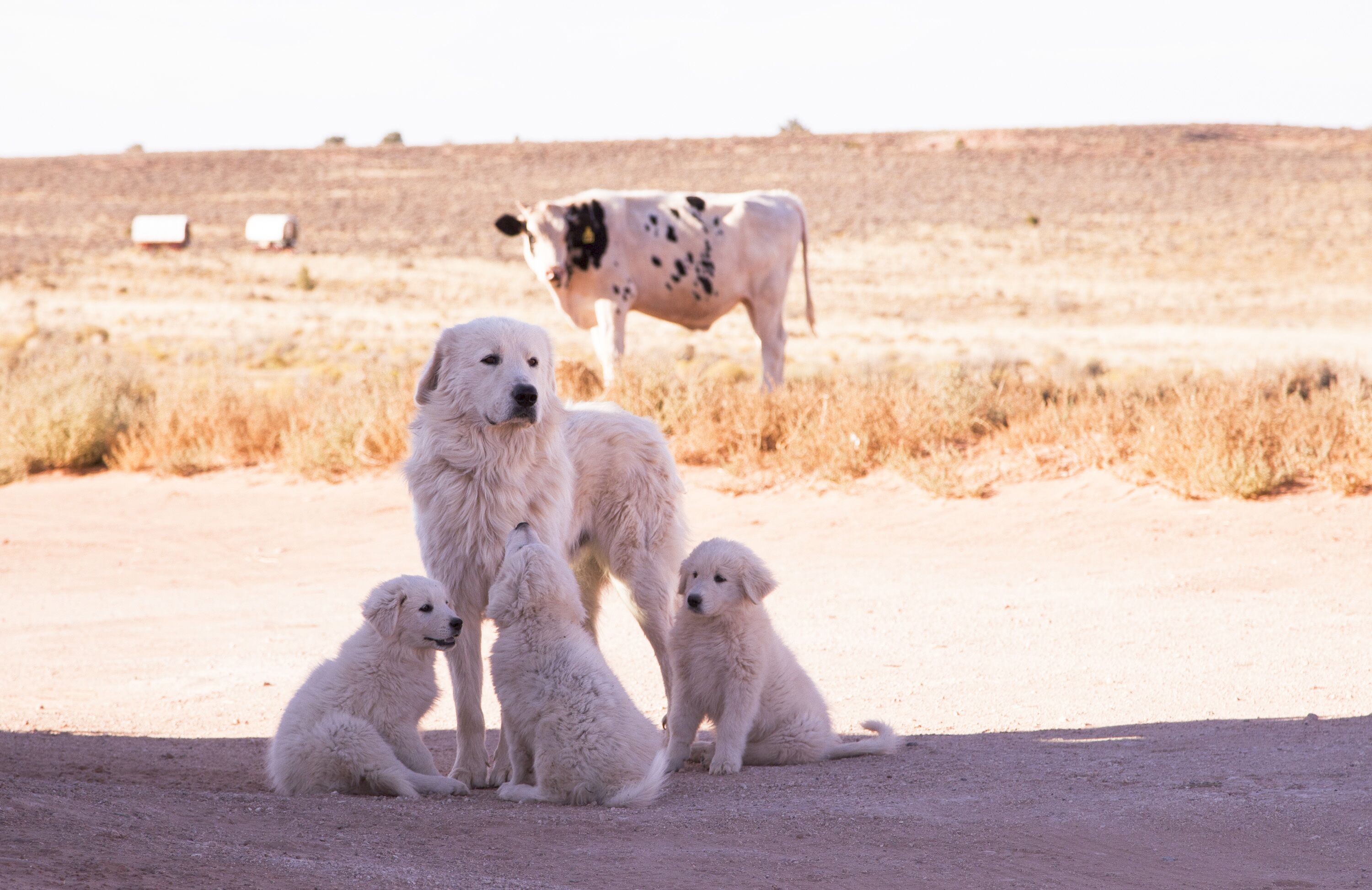Un groupe de chiens blancs et une vache dans un champ aride et dégagé.